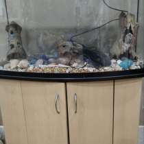 Аквариум 100литров, в Нижнекамске