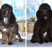 Той/миниатюрный пудель, в Глазове