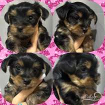 Продаю щенков йоркширский терьер, в Волгограде