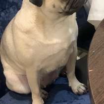 Собаки, в Омске