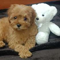 Maltipoo. Caramel-colored male, в г.Штраусберг