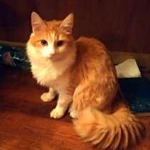 Кошка Пушка в добрые руки, в Москве