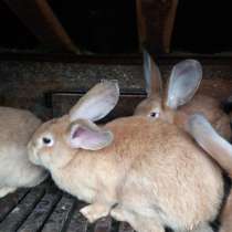 Кролики для разведения, в Гатчине