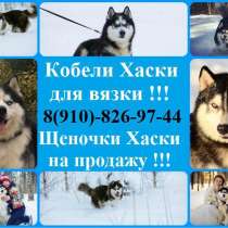 Кобели хаски для вязки и щеночки хаски, в Ярославле