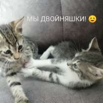 Мы, котята, ищем дом, в Ростове-на-Дону