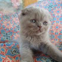 Шотландский котенок, в Москве