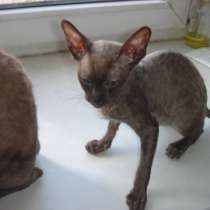 Котята -барашки, в Москве