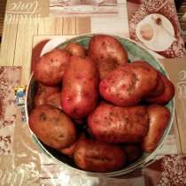 Картофель домашний, в Южноуральске