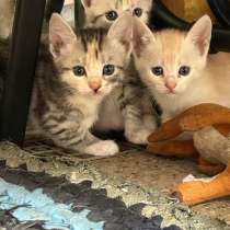 Котята, в Тюмени
