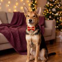 ЖУЧОК ЖДЕТ СВОЮ СЕМЬЮ, в г.Минск