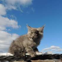 котята мейн-кун, в Челябинске