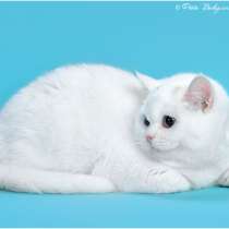 Белая шотландская прямоухая кошка, в Москве