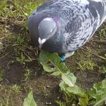 Найден голубь, в Калуге