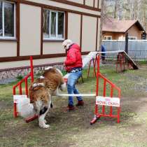 Дрессировка собак, корректировка поведения., в Новосибирске