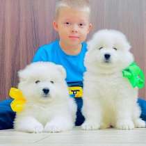 Красавцы белоснежные щенки, в Пскове