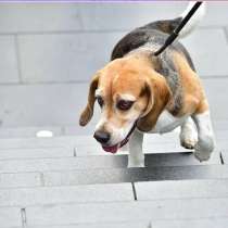 Прогулка с собаками, в Москве