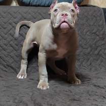 Щенки Американский булли в типе покет, в г.Актобе