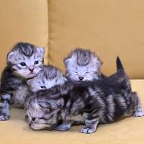 Сибиркие котята, в Зеленограде