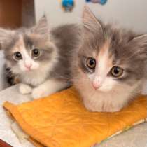 Котята, в Йошкар-Оле