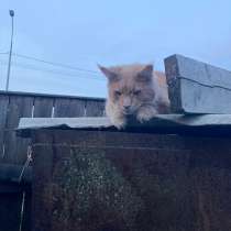Пропал кот, в Екатеринбурге