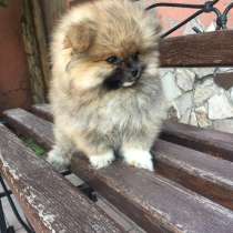 Продам щенок померанского шпица в Омске, в Омске