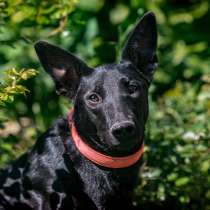 Красавица Жужа ищет самых заботливых родителей!, в Москве