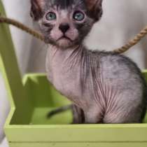 Продаются котята породы Lykoi (Ликой, кошка-волк), в Санкт-Петербурге