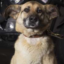 Эмма - девочка, примерно 8-9 лет, в дар, в Москве