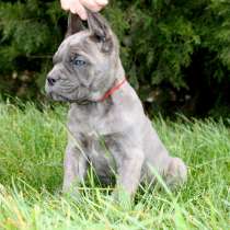 Щенки корсо, в Москве