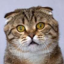 Благородный добряк &mdash; кот Сигизмундий, в Москве