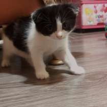 Шотландский вислоухий котенок Скотти фолд, в Волгодонске