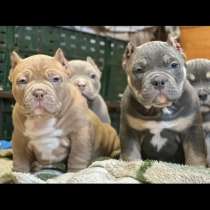 Американский булли, в Москве