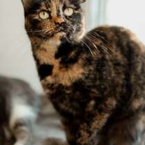 Молодая кошка ищет дом, в Вологде