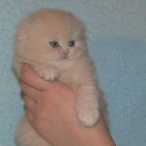 Персидские кремовые котята, в Москве