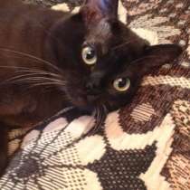 Продам замечательного котика породы бурма, в Санкт-Петербурге