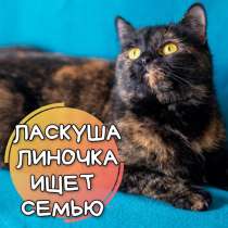 Котёнок, ласковая котодевочка Линочка ищет семью, в Москве