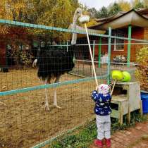 Увлекательный и необычный праздник для детей. Контактный зоо, в Москве