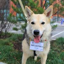Милая Звёздочка - послушная и воспитанная собака ищет хозяев, в Москве