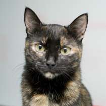 Скоро ли Терра встретит своего человека, в Москве