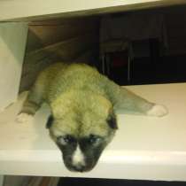 Американская акита, в Москве