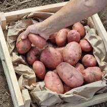 11 сортов отборного картофеля в Барнауле от поставщика, в Барнауле