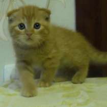 Львенок супер котик - яркий красавец, в Санкт-Петербурге