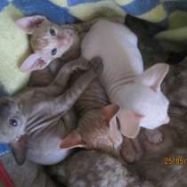 Продам котят корниш-рекс, в Санкт-Петербурге