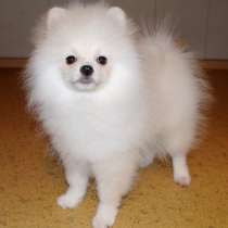 Малый шпиц, мальчик, в Санкт-Петербурге