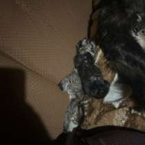 Котята, в Малаховке