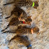 Котята бенгальские, в Санкт-Петербурге