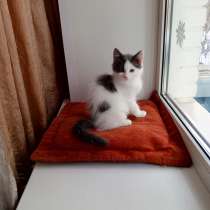 Бело-черный котенок ищет семью, в Москве