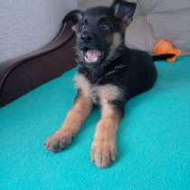 Немецкая овчарка, в Тюмени