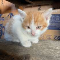 Котята, в Нововоронеже