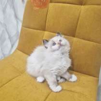 Самый ласковый котик Рэгдолл, в Москве